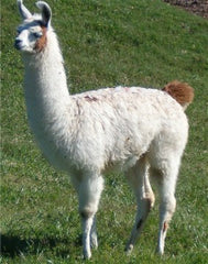 Llama1