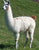 Llama1