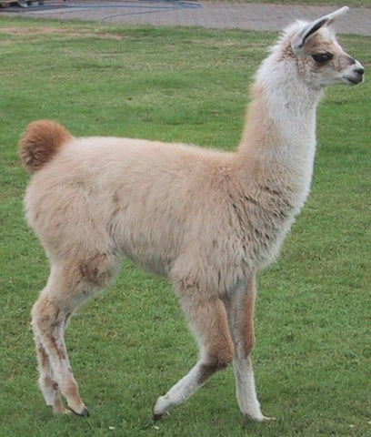 Llama2