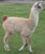 Llama2